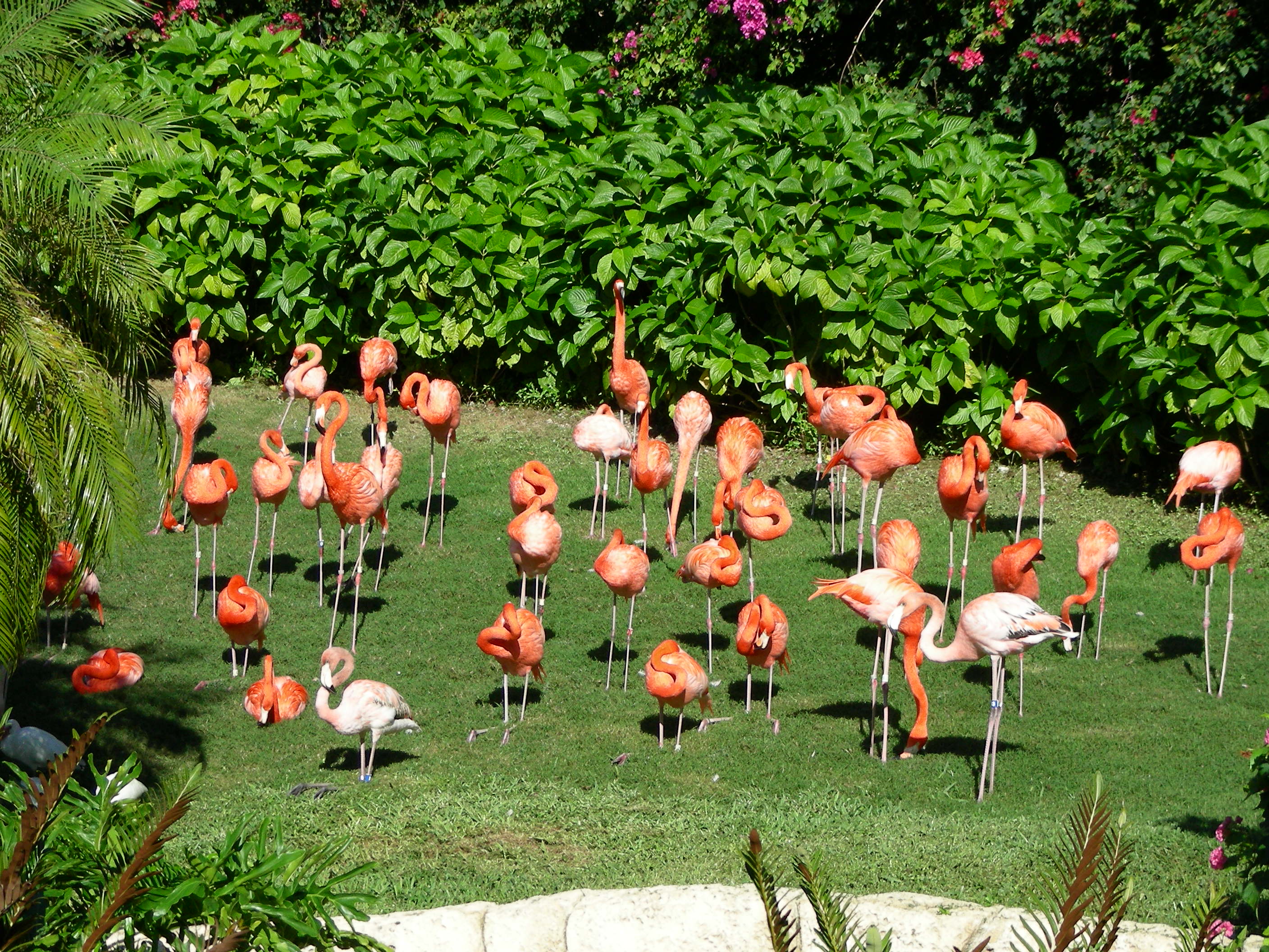 ./2006/Christmas/Parrot Jungle/DSCN0551.JPG